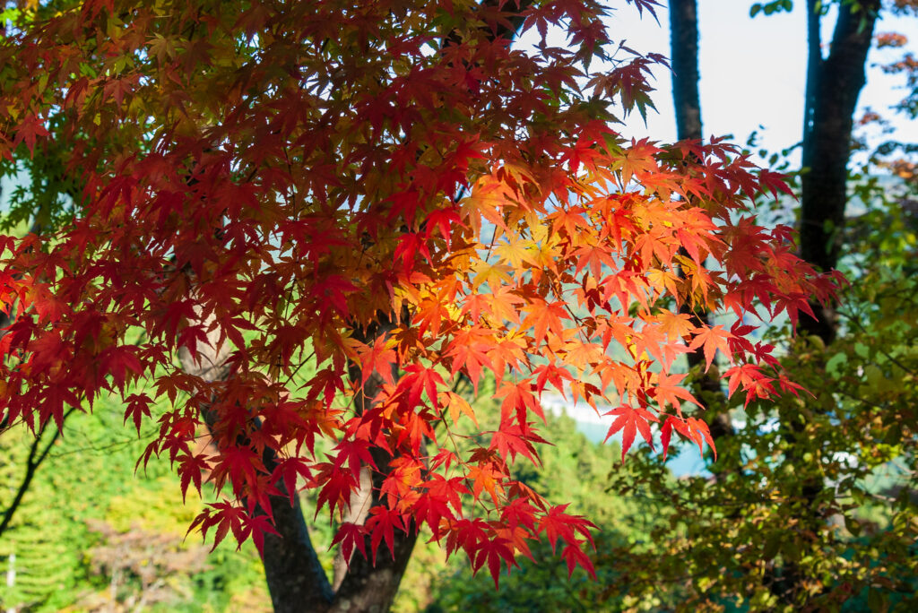 20221103_城峯公園_紅葉２