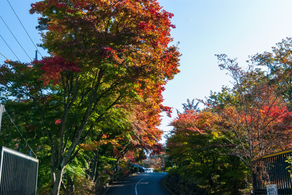 20221103_城峯公園_紅葉１