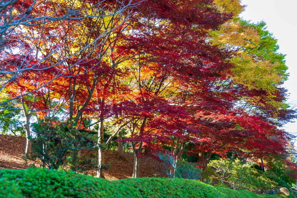 20221103_桜山公園_紅葉２