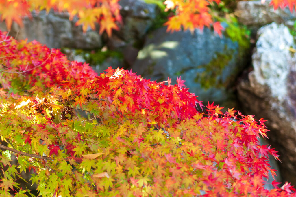 20221103_桜山公園_紅葉３