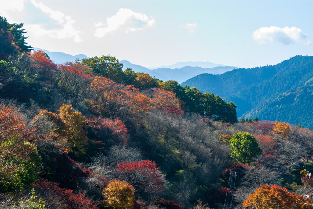 20221103_桜山公園_紅葉５