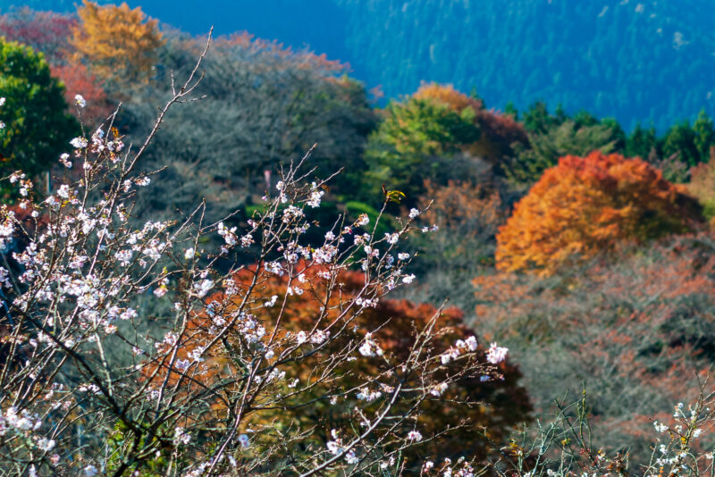 20221103_桜山公園_冬桜2