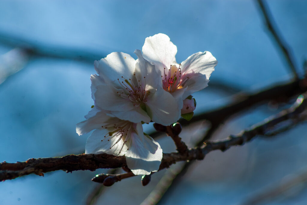 20221103_桜山公園_冬桜３