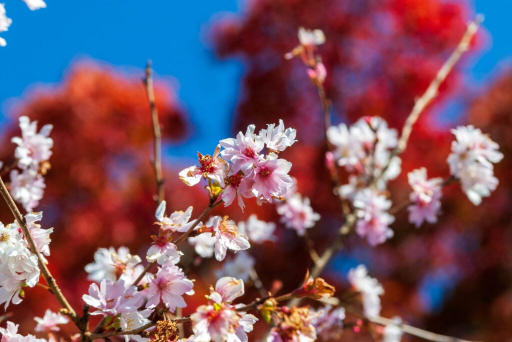 20221103_桜山公園_冬桜４