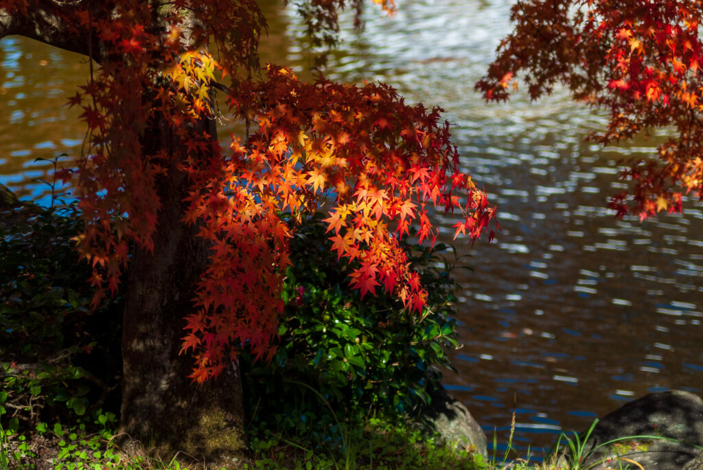 20221103_桜山公園_紅葉４