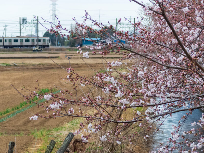 20220327_姫宮落川_桜1