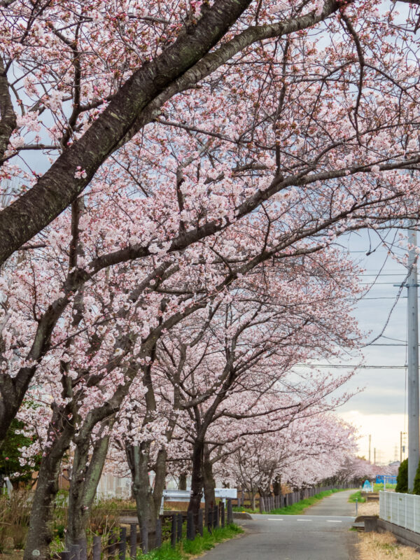 20220327_姫宮落川_桜7
