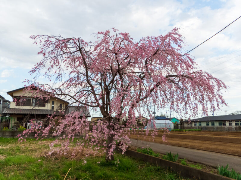 20220327_姫宮落川_桜8