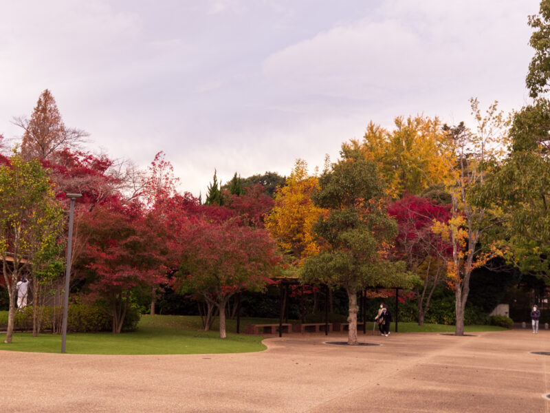 20221120_清水公園_紅葉1