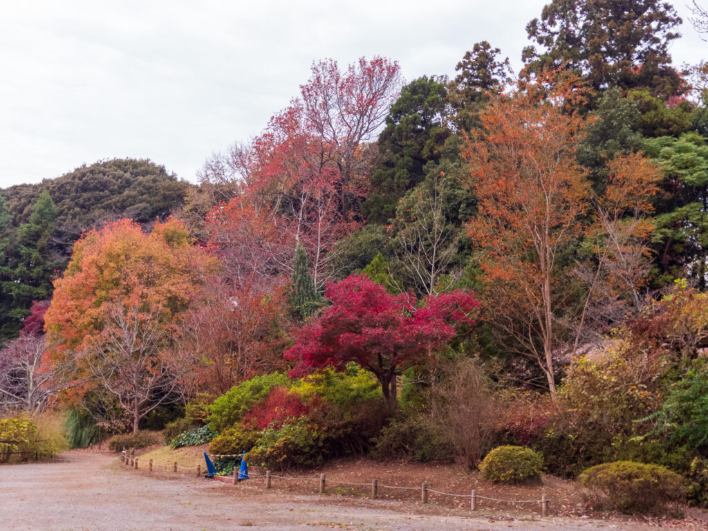 20221120_清水公園_紅葉２