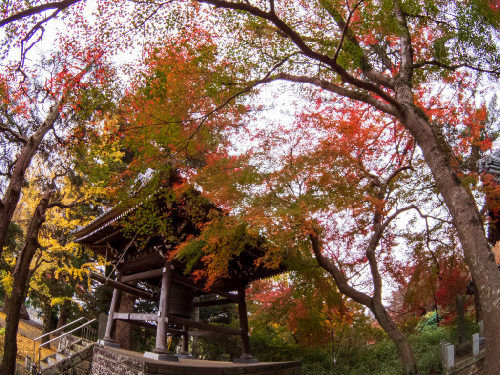 20221120_清水公園_紅葉５