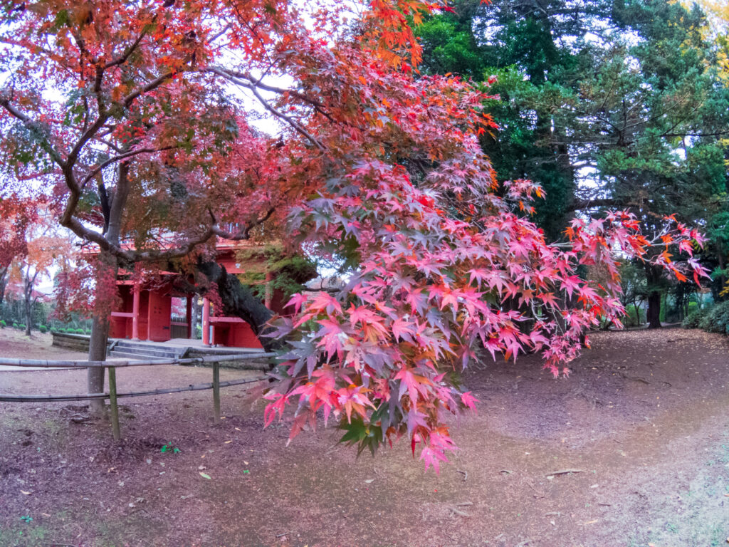 20221120_清水公園_紅葉６