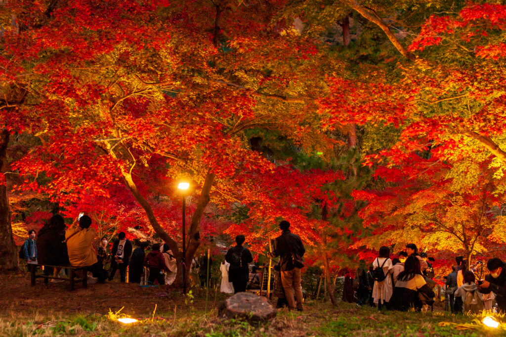 20221112_月の石もみじ公園_紅葉ライトアップ１