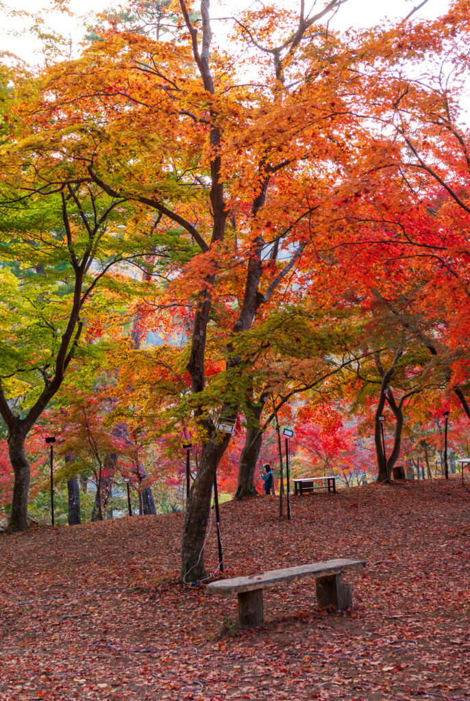 20221112_月の石もみじ公園_紅葉４