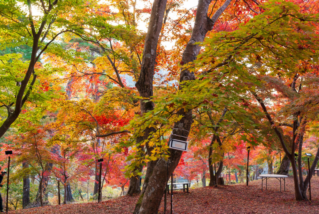 20221112_月の石もみじ公園_紅葉１