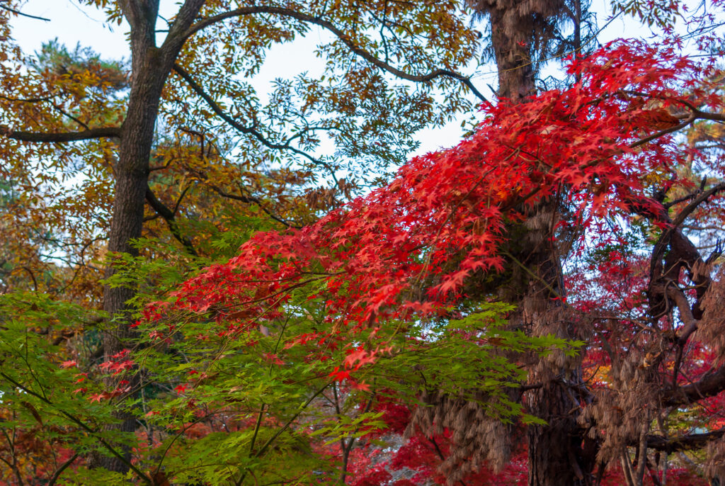 20221112_月の石もみじ公園_紅葉３