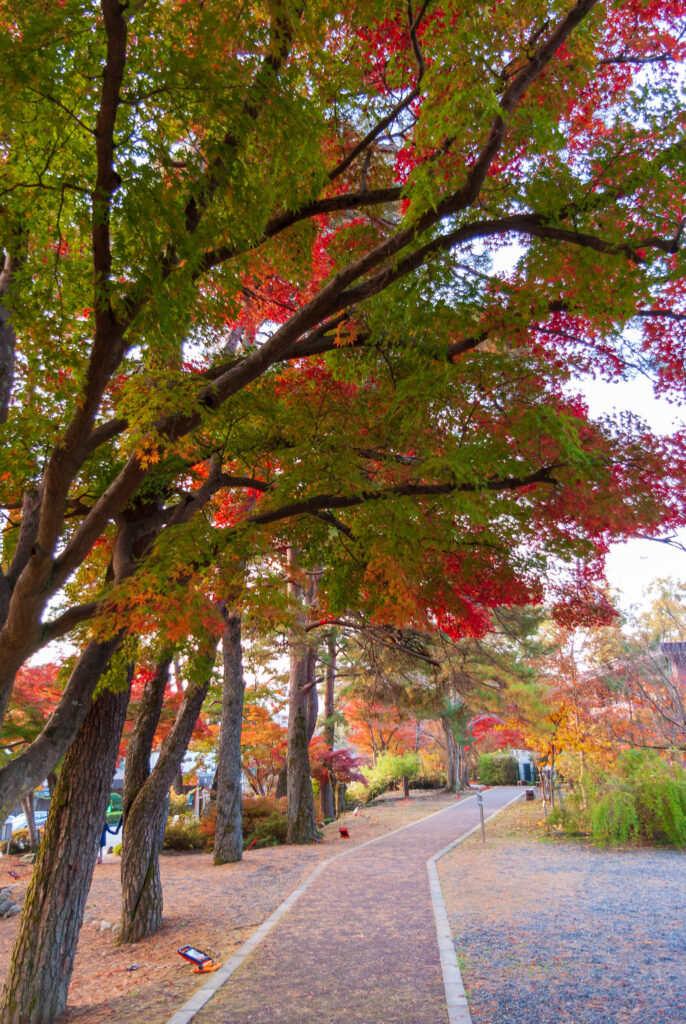 20221112_自然の博物館_紅葉３