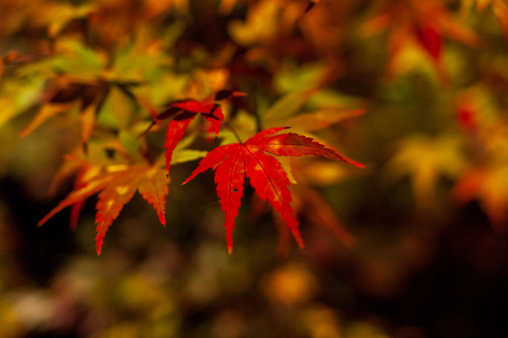 20221112_自然の博物館_紅葉ライトアップ２