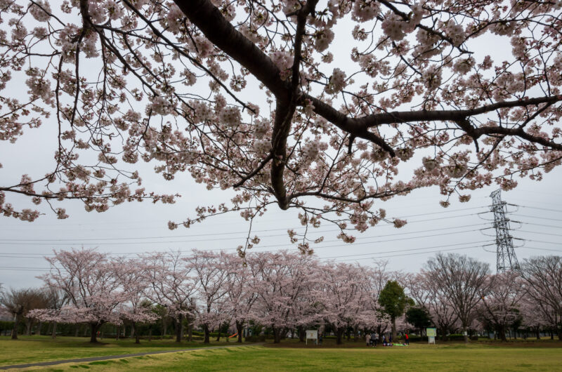 20220329_杉戸西近隣公園3