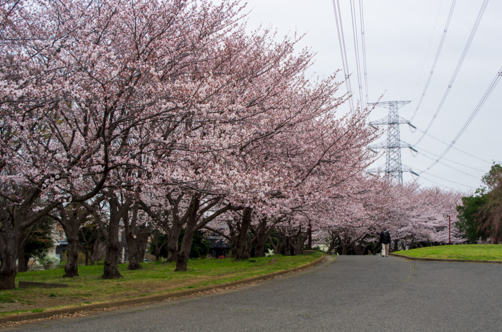 20220329_加須はなさき公園_桜１