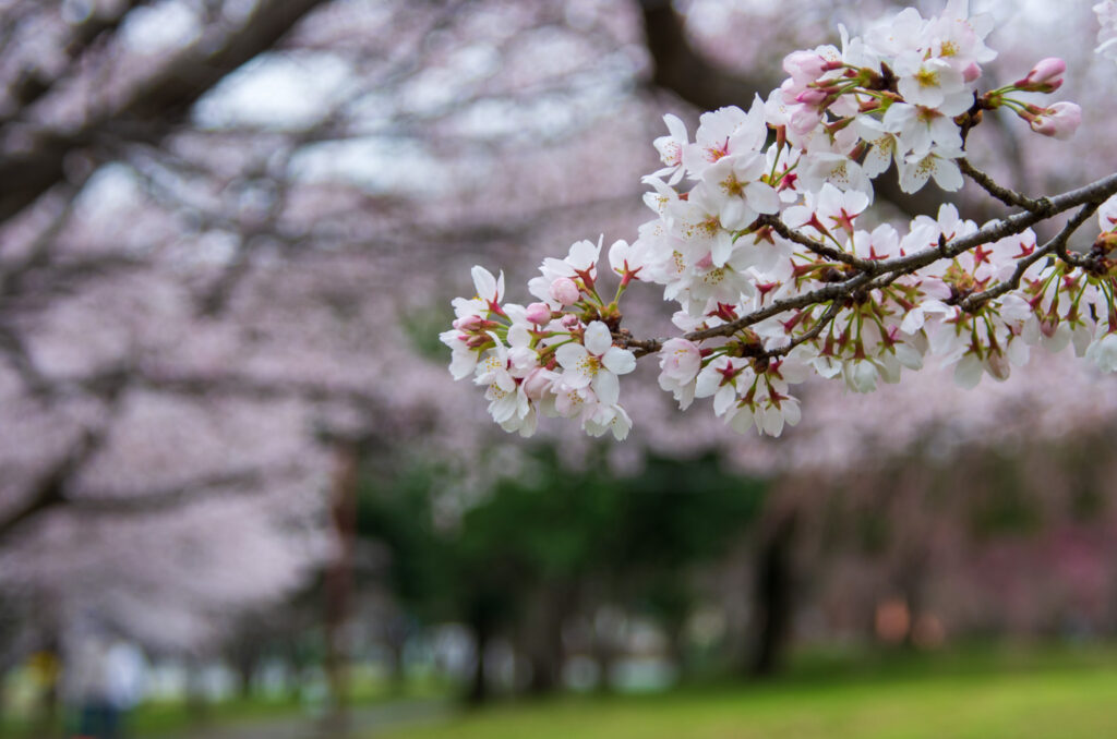 20220329_加須はなさき公園_桜２