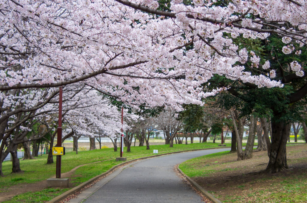 20220329_加須はなさき公園_桜３