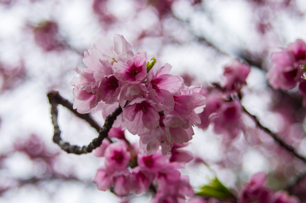 20220329_加須はなさき公園_桜４