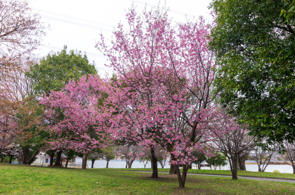 20220329_加須はなさき公園_桜５