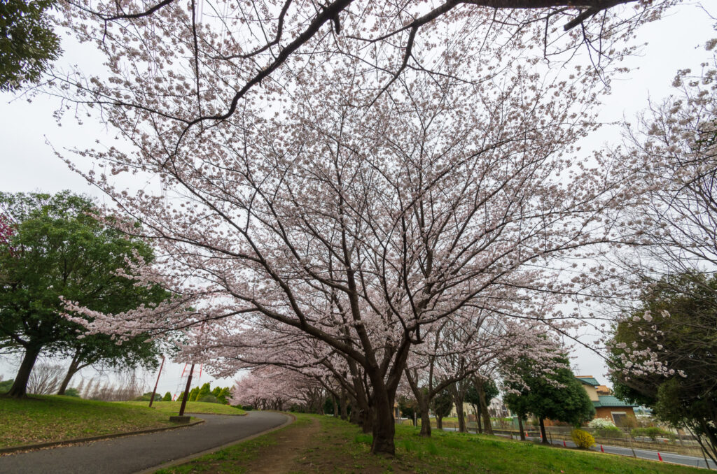 20220329_加須はなさき公園_桜６