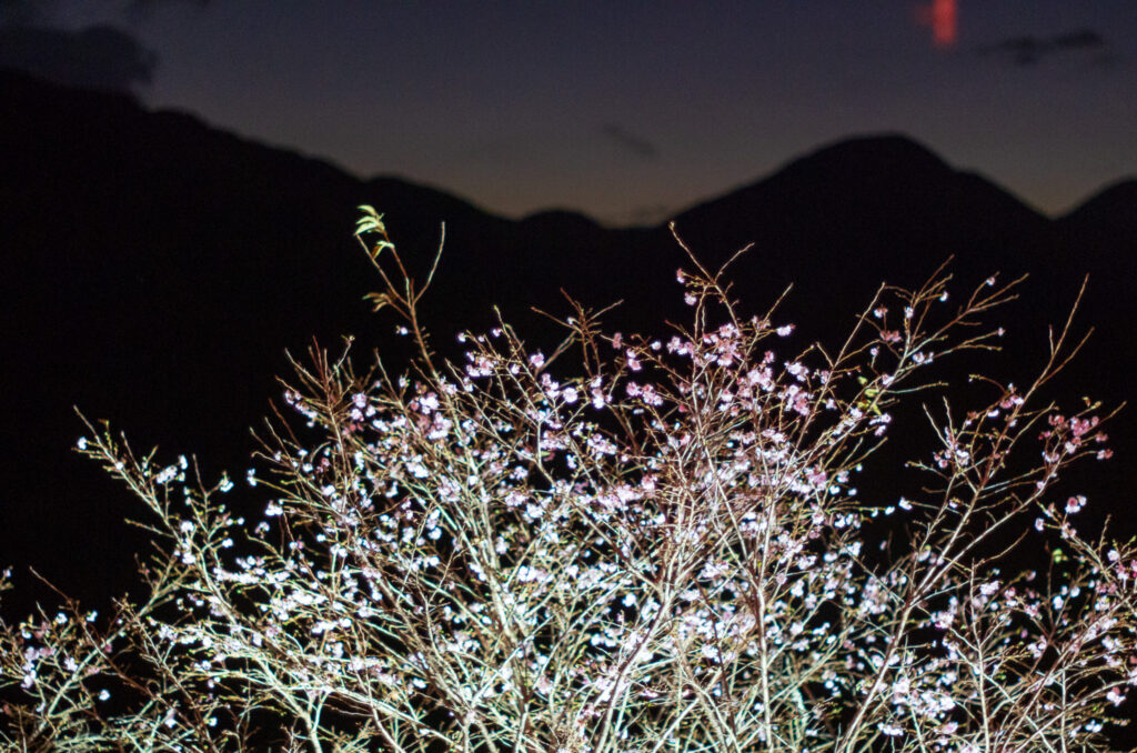 20221105_桜山公園_ライトアップ２