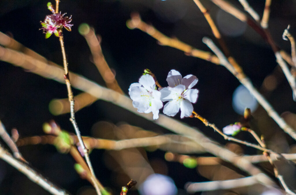 20221105_桜山公園_ライトアップ７