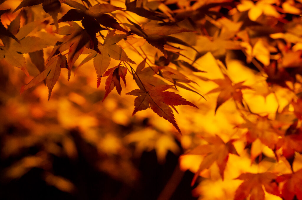 20221105_桜山公園_ライトアップ４