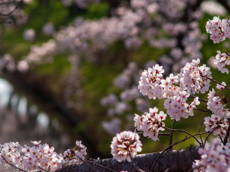 20220330_姫宮落川_桜2