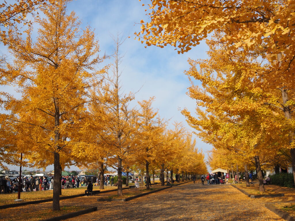 20221113_加須はなさき公園_紅葉１