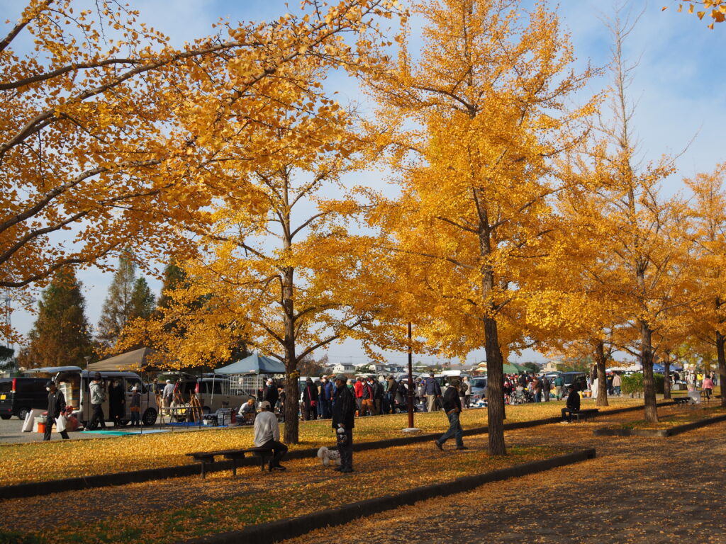 20221113_加須はなさき公園_紅葉４