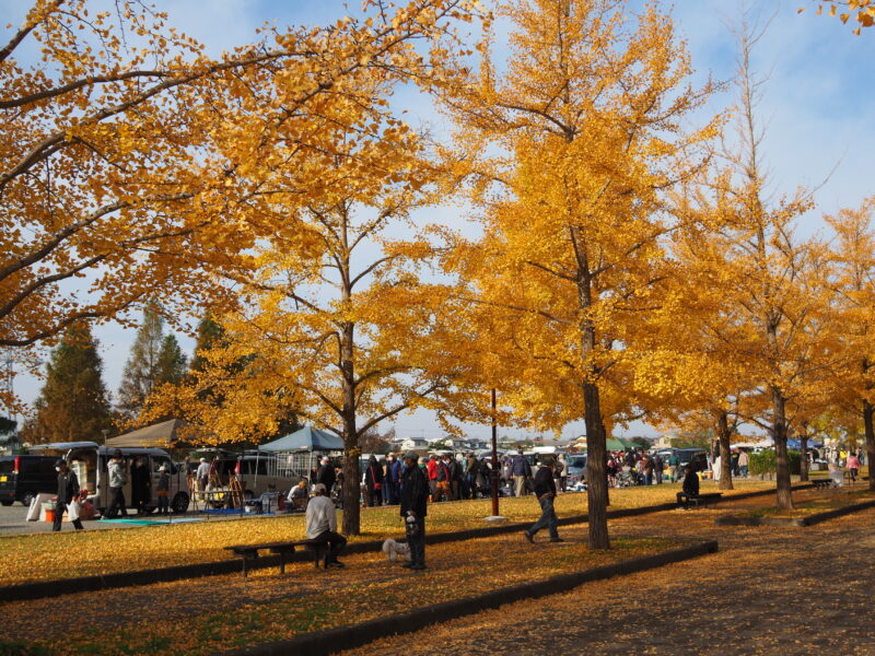 20221113_加須はなさき公園_紅葉4