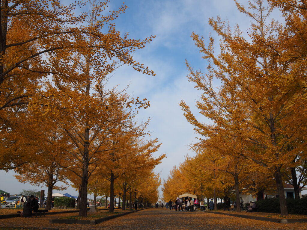 20221113_加須はなさき公園_紅葉３