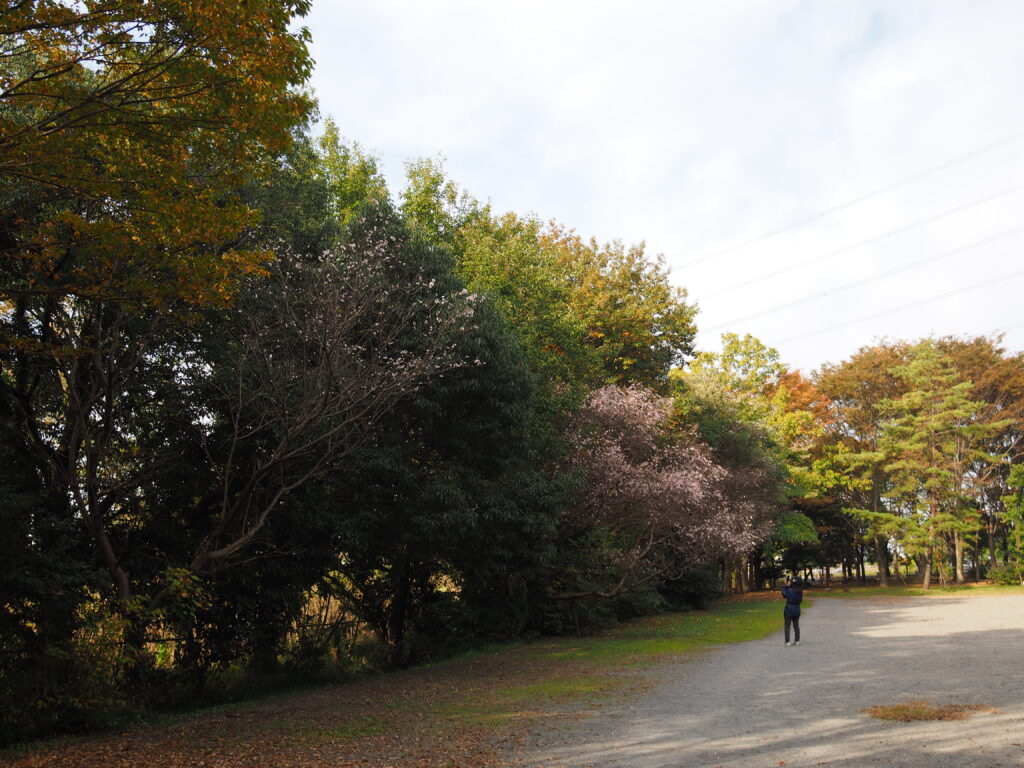 20221113_加須はなさき公園_冬桜１