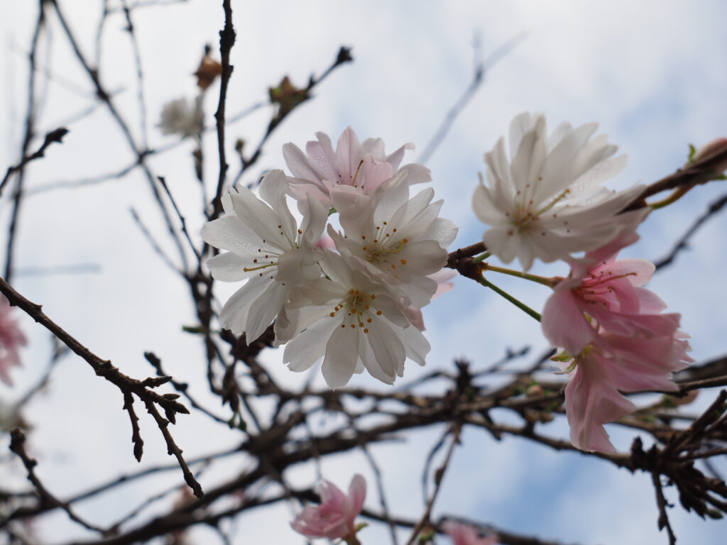 20221113_加須はなさき公園_冬桜２