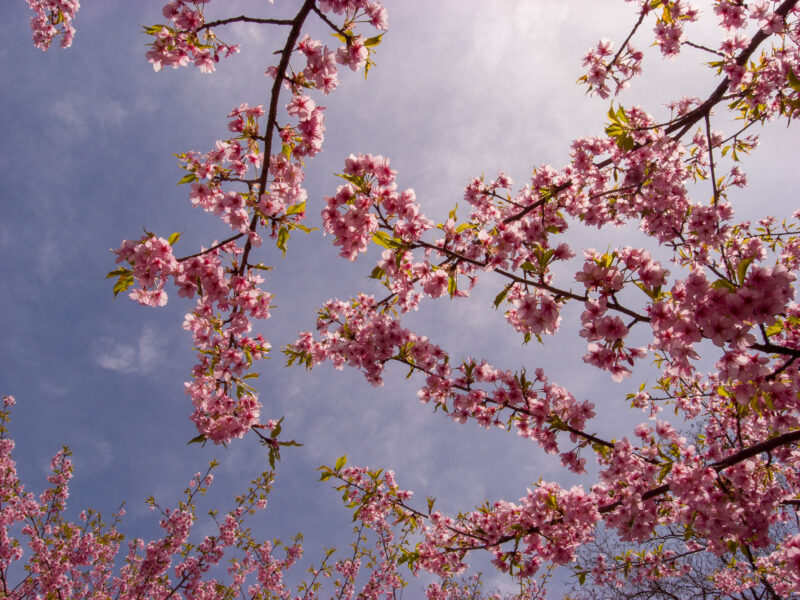 20220321_県営権現堂公園_河津桜３