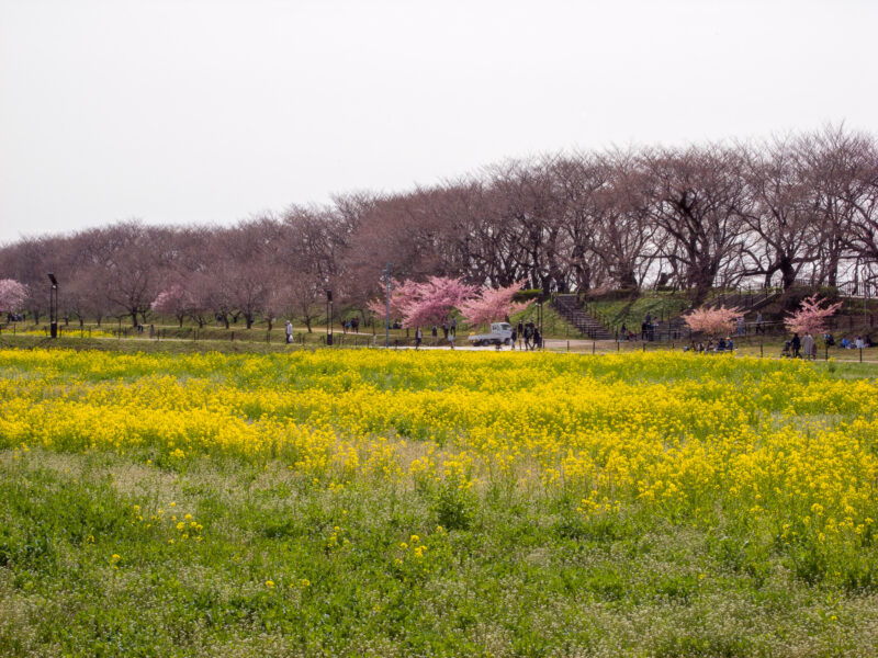 20220321_県営権現堂公園_河津桜５