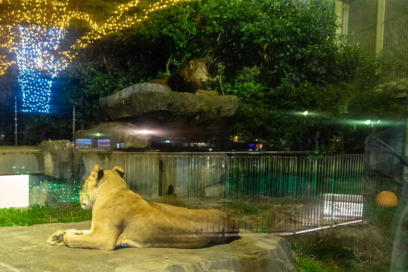20221210_東武動物公園_イルミネーション2