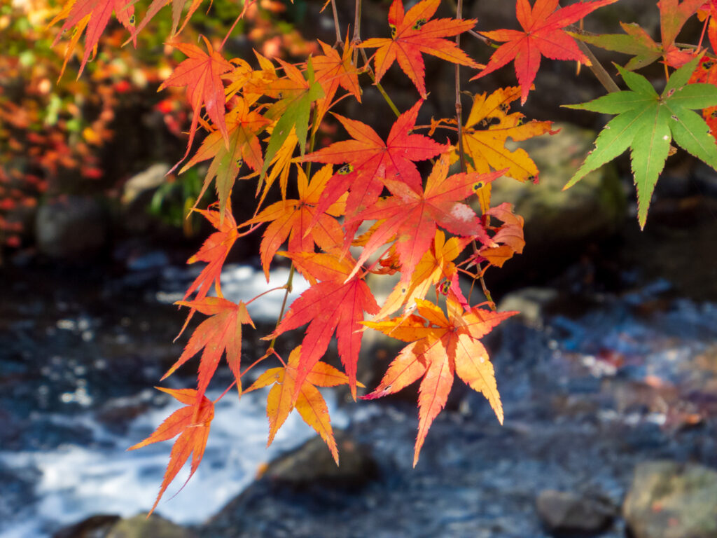 20221203_熱海梅園_紅葉１