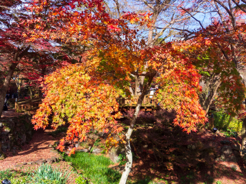 20221203_熱海梅園_紅葉2