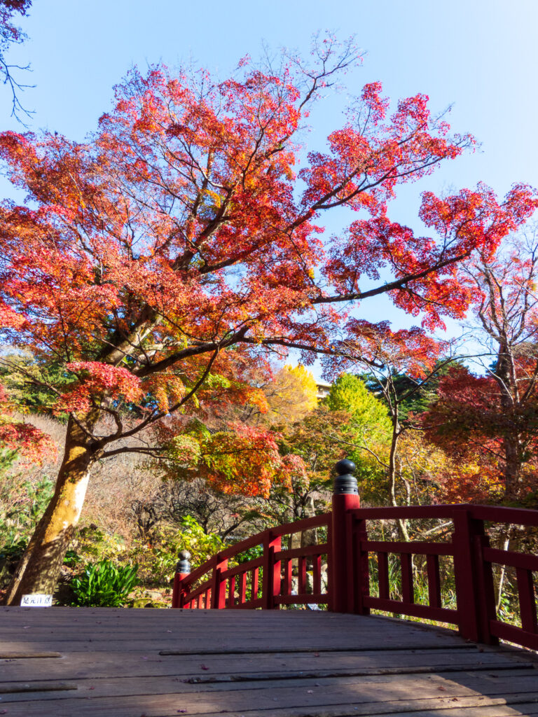 20221203_熱海梅園_紅葉３