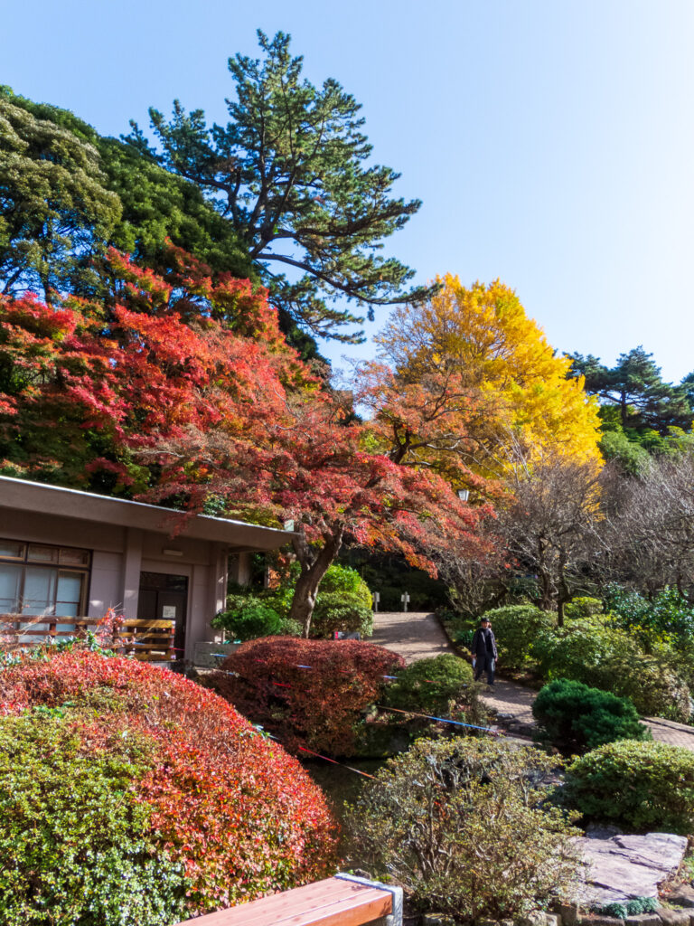 20221203_熱海梅園_紅葉４