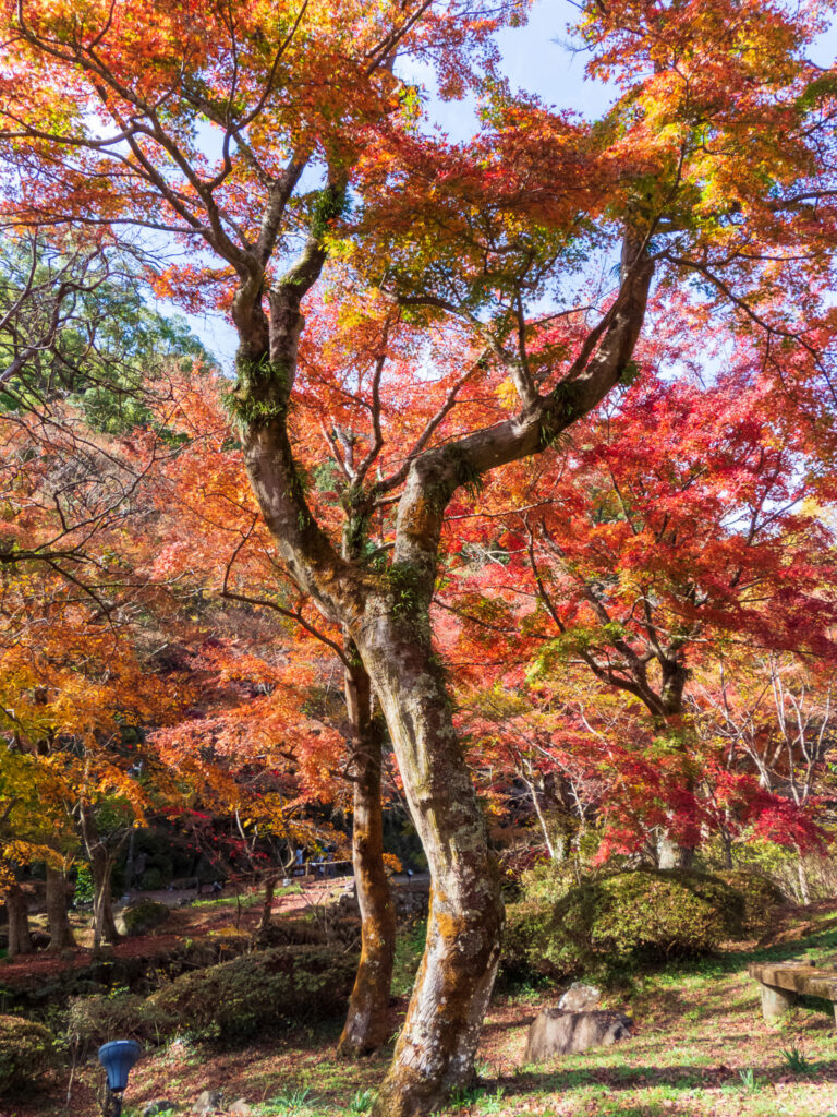 20221203_熱海梅園_紅葉５