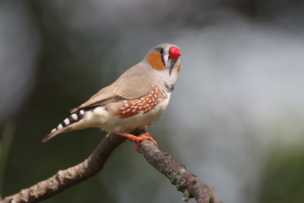 20220911_キャンベルタウン野鳥の森１