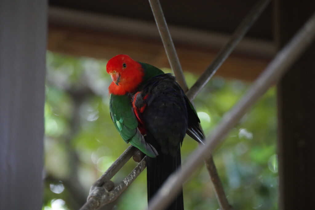 20220820_キャンベルタウン野鳥の森３