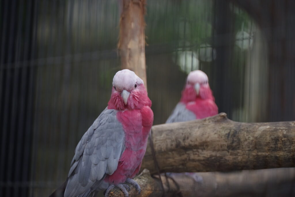 20220820_キャンベルタウン野鳥の森２